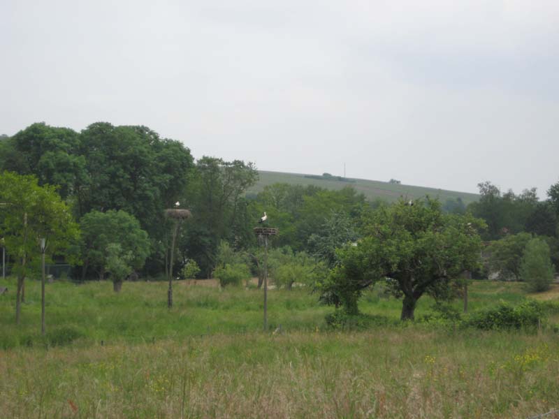 381_2008-05-22_12-07-18_IMG_0988